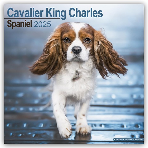 Cavalier King Charles Spaniel 2025 - 16-Monatskalender - Avonside Publishing Ltd