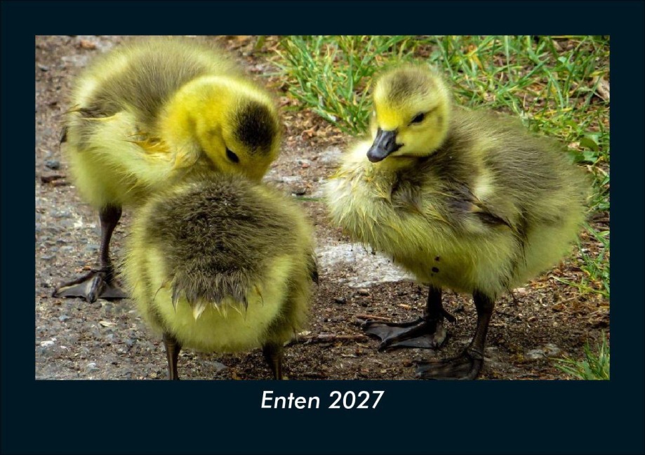 Enten 2027 Fotokalender DIN A5 - Tobias Schmitt, Kevin Heber