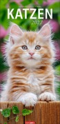 Cover-Bild zum Titel 'Katzen Kalender 2027' von ''