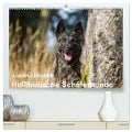 ausdrucksvolle Holländische Schäferhunde (hochwertiger Premium Wandkalender 2024 DIN A2 quer), Kunstdruck in Hochglanz - Fotodesign Verena Scholze