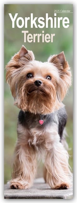 Yorkshire Terrier - Yorkies 2025 - Avonside Publishing Ltd