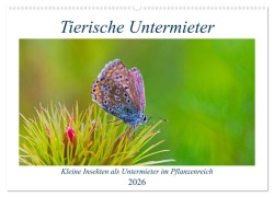 Tierische Untermieter (Wandkalender 2026 DIN A2 quer), CALVENDO Monatskalender - Clemens Stenner