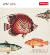 Fische Postkartenkalender 2026 - Postkartenkalender mit 53 historischen Zeichnungen - 