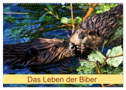 Cover-Bild zum Titel 'Das Leben der Biber (Wandkalender 2026 DIN A2 quer), CALVENDO Monatskalender' von 'Kattobello Kattobello'