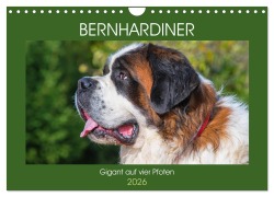 Cover-Bild zum Titel 'Bernhardiner - Gigant auf vier Pfoten (Wandkalender 2026 DIN A4 quer), CALVENDO Monatskalender' von 'Sigrid Starick'