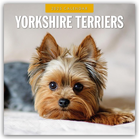 Yorkshire Terriers - Yorkshire Terrier 2025 - 16-Monatskalender - 