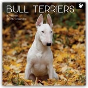 Bull Terrier 2026 - 16-Monatskalender - Gifted Stationery Co. Ltd