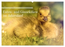Cover-Bild zum Titel 'Flauschige Momente! Enten- und Gänseküken im Jahreslauf (Wandkalender 2026 DIN A2 quer), CALVENDO Monatskalender' von 'Burkhard Pook - pnmedia'