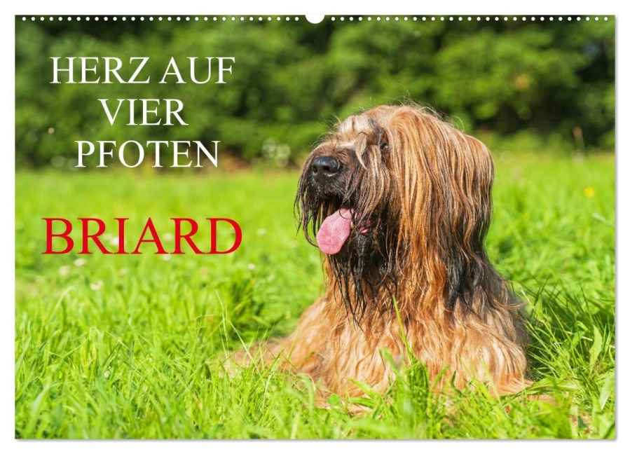 Herz auf vier Pfoten - Briard (Wandkalender 2025 DIN A2 quer), CALVENDO Monatskalender - Sigrid Starick