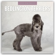 Cover-Bild zum Titel 'Bedlington Terrier - Bedlington Terriers 2026 - 16-Monatskalender' von 'Robin Red'