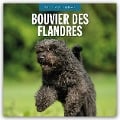 Bouvier des Flandres 2025 - 16-Monatskalender - Robin Red