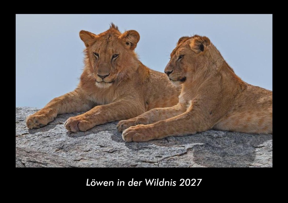 Löwen in der Wildnis 2027 Fotokalender DIN A3 - Tobias Becker