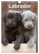 Cover-Bild zum Titel 'Labrador Welpen (Wandkalender 2025 DIN A4 hoch), CALVENDO Monatskalender' von 'Heidi Bollich'