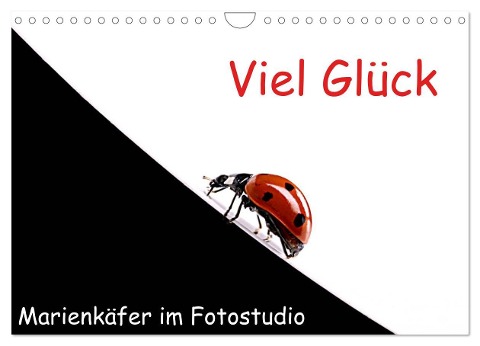 Viel Glück - Marienkäfer im Fotostudio (Wandkalender 2024 DIN A4 quer), CALVENDO Monatskalender - Klaus Eppele