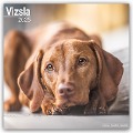 Vizsla - Ungarische Vorstehhunde 2025 - 16-Monatskalender - Avonside Publishing Ltd