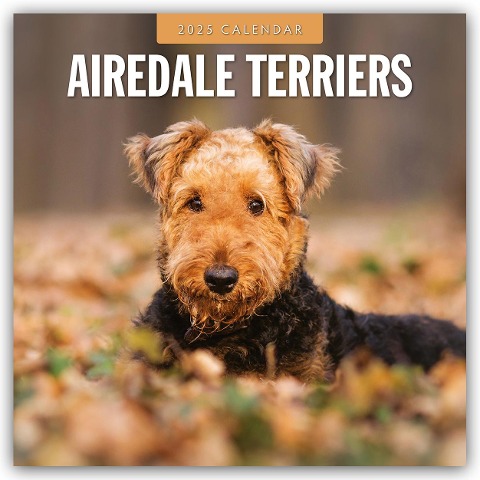 Airdale Terriers - Airdale Terrier 2025 - 16-Monatskalender - 