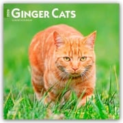 Ginger Cats - Gingerkatzen - Rote Katzen 2026 - 16-Monatskalender - Browntrout Publishers