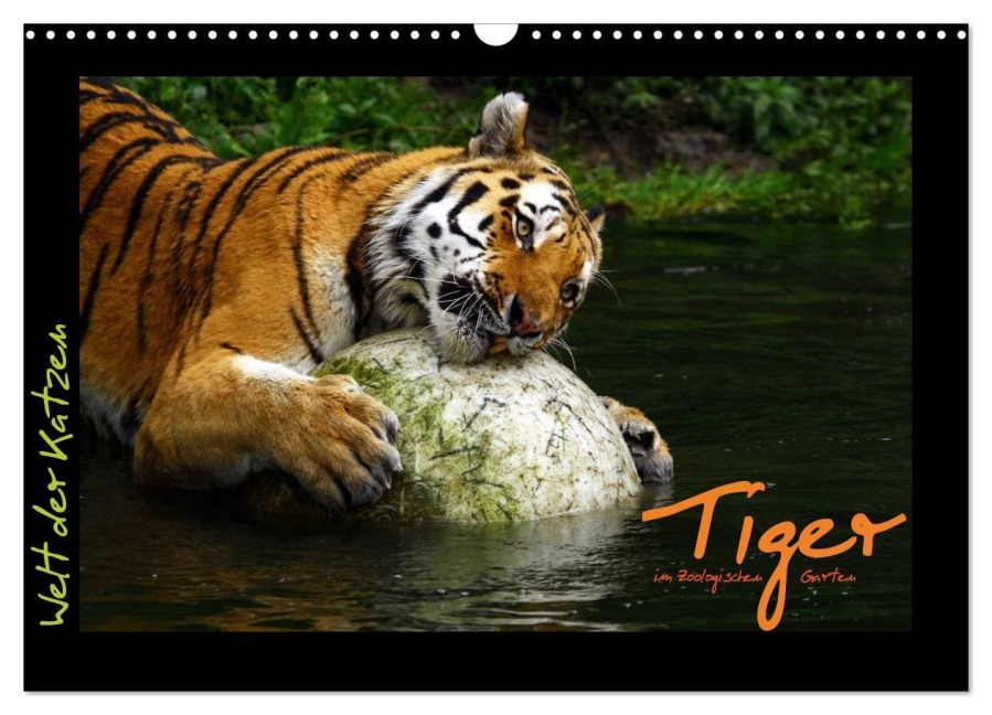 Welt der Katzen - Tiger (Wandkalender 2026 DIN A3 quer), CALVENDO Monatskalender - Marcus Skupin