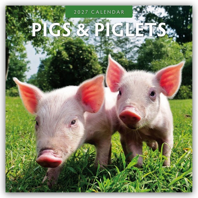 Pigs & Piglets - Schweine & Ferkel 2027 - 16-Monatskalender - Robin Red