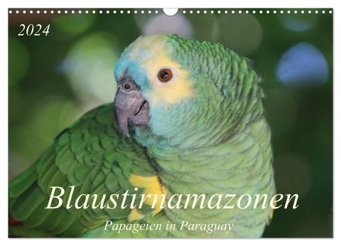 Blaustirnamazonen - Papageien in Paraguay (Wandkalender 2024 DIN A3 quer), CALVENDO Monatskalender - Bettina Schneider