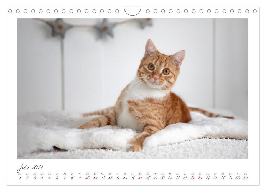 InsideView 12