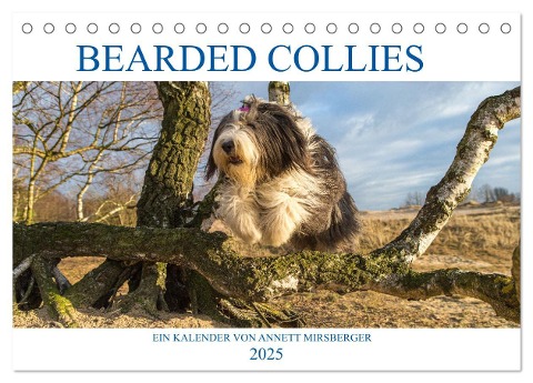 BEARDED COLLIES 2025 (Tischkalender 2025 DIN A5 quer), CALVENDO Monatskalender - Annett Mirsberger