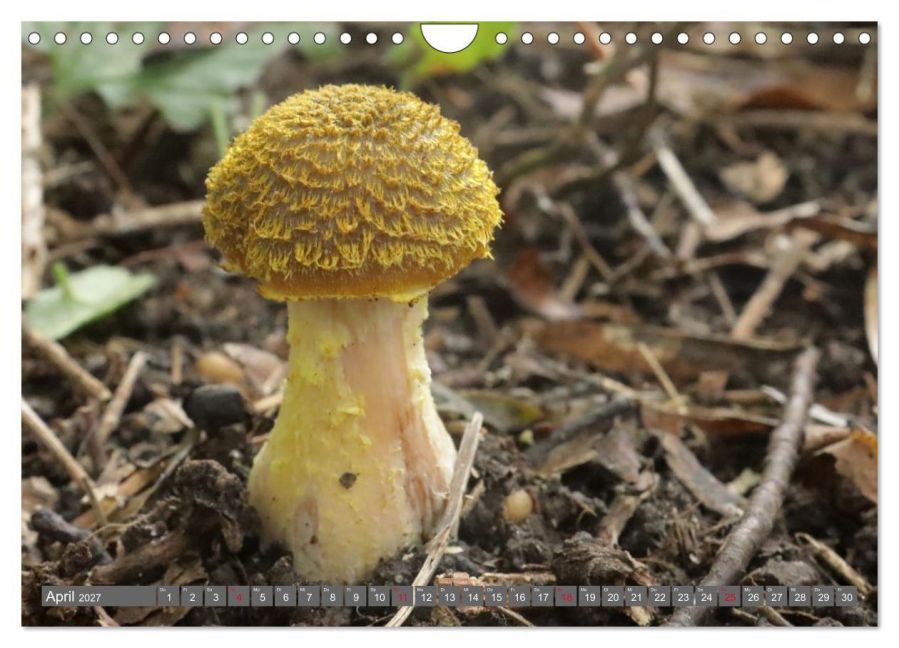 InsideView 9