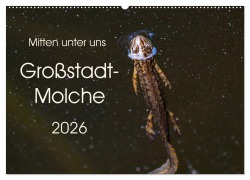 Mitten unter uns - Großstadt-Molche (Wandkalender 2026 DIN A2 quer), CALVENDO Monatskalender - Anne Wibke Hildebrandt
