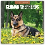 Cover-Bild zum Titel 'German Shepherds - Deutscher Schäferhund 2027 - 16-Monatskalender' von 'Robin Red'