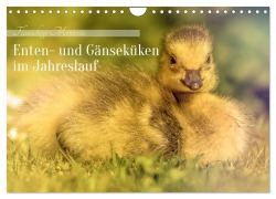Cover-Bild zum Titel 'Flauschige Momente! Enten- und Gänseküken im Jahreslauf (Wandkalender 2026 DIN A4 quer), CALVENDO Monatskalender' von 'Burkhard Pook - pnmedia'
