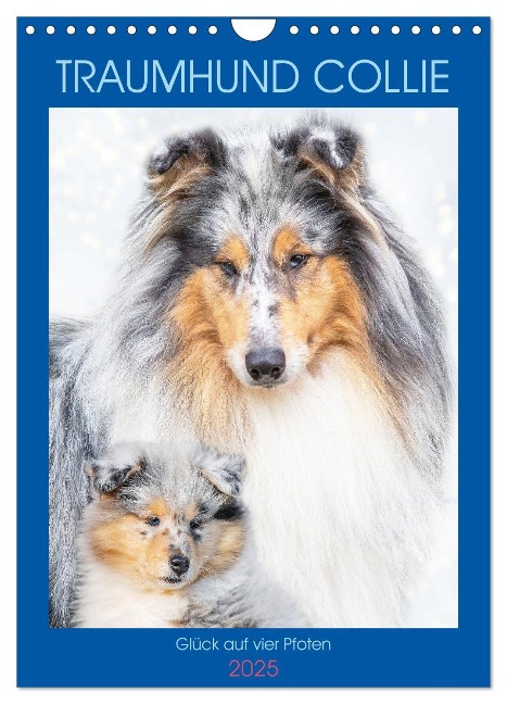 Traumhund Collie - Glück auf vier Pfoten (Wandkalender 2025 DIN A4 hoch), CALVENDO Monatskalender - Sigrid Starick