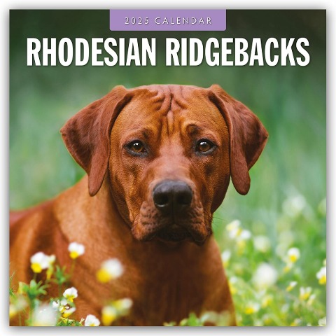 Rhodesian Ridgebacks - Rhodesian Ridgeback 2025 - 16-Monatskalender - Robin Red