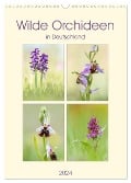 Wilde Orchideen in Deutschland 2024 (Wandkalender 2024 DIN A3 hoch), CALVENDO Monatskalender - Daniela Beyer (Moqui)