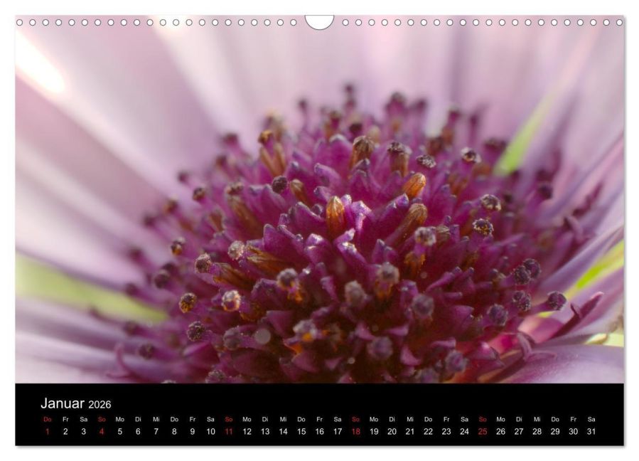 InsideView 6