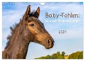 Baby-Fohlen: sonnige Impressionen (Wandkalender 2024 DIN A4 quer), CALVENDO Monatskalender - Margret v Conta
