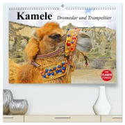 Kamele. Dromedar und Trampeltier (hochwertiger Premium Wandkalender 2026 DIN A2 quer), Kunstdruck in Hochglanz - Elisabeth Stanzer