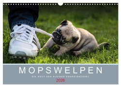 Cover-Bild zum Titel 'Mopswelpen (Wandkalender 2026 DIN A3 quer), CALVENDO Monatskalender' von 'Ole Dodeck'
