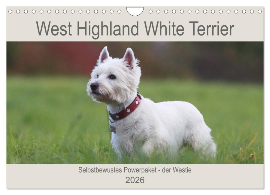 West Highland White Terrier - Selbstbewustes Powerpaket - der Westie (Wandkalender 2026 DIN A4 quer), CALVENDO Monatskalender - Barbara Mielewczyk