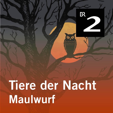 Tiere der Nacht: Maulwurf - Silke Wolfrum