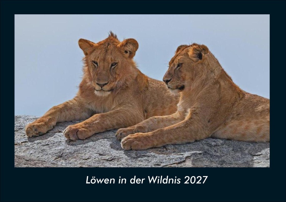 Löwen in der Wildnis 2027 Fotokalender DIN A4 - Tobias Schmitt, Kevin Heber