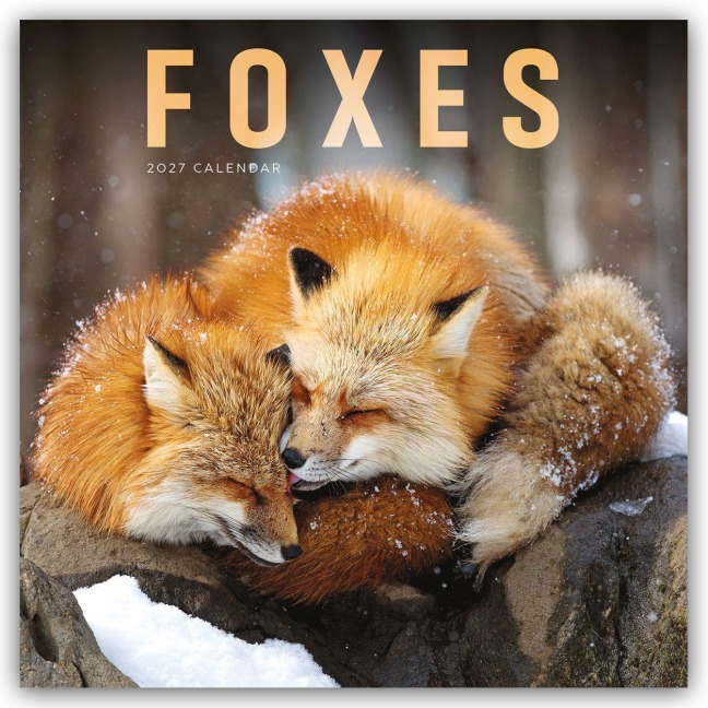 Foxes - Füchse 2027 - Wand-Kalender - Carousel Calendar