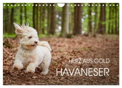 Havaneser - Herz aus Gold (Wandkalender 2026 DIN A4 quer), CALVENDO Monatskalender - Peter Mayer