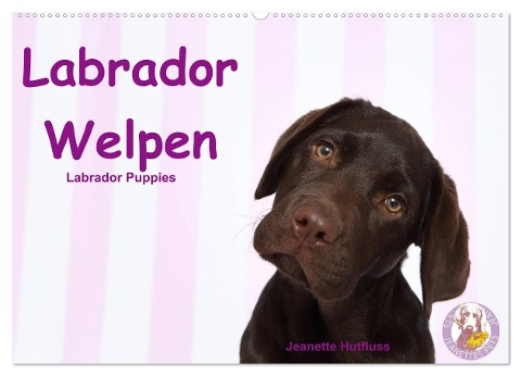 Labrador Welpen - Labrador Puppies (Wandkalender 2024 DIN A2 quer), CALVENDO Monatskalender - Jeanette Hutfluss