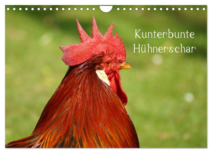 Kunterbunte Hühnerschar (Wandkalender 2025 DIN A4 quer), CALVENDO Monatskalender - Kattobello Kattobello