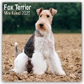 Fox Terrier Wirehaired - Drahthaar Foxterrier 2025 - 16-Monatskalender - Avonside Publishing Ltd