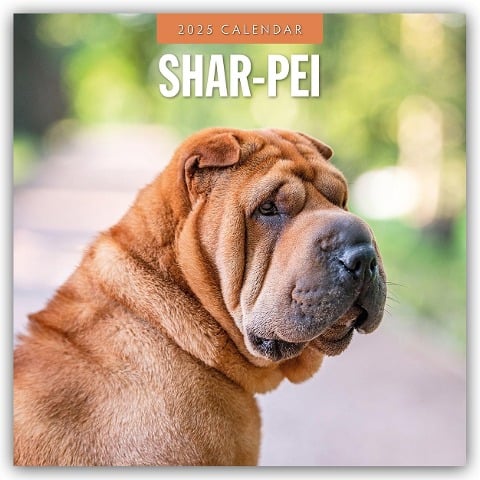 Shar-Pei - Chinesischer Faltenhund 2025 - 16-Monatskalender - Robin Red