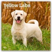 Yellow Labrador Retriever - Gelber Labrador Retriever 2026 - 16-Monatskalender - Browntrout Publishers