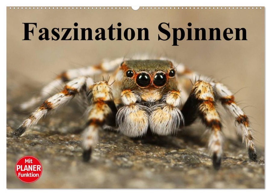 Faszination Spinnen (Wandkalender 2026 DIN A2 quer), CALVENDO Monatskalender - Elisabeth Stanzer