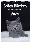 Briten Bärchen ¿ Britisch Kurzhaar 2024 (Wandkalender 2024 DIN A3 hoch), CALVENDO Monatskalender - Heidi Bollich