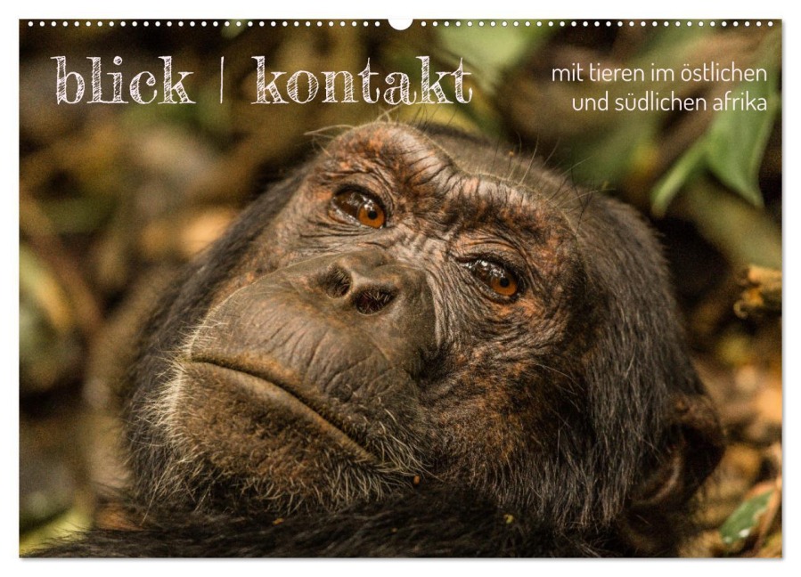 blick kontakt mit tieren im östlichen und südlichen afrika (Wandkalender 2026 DIN A2 quer), CALVENDO Monatskalender - Rsiemer Rsiemer